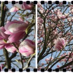 Spring Magnolia