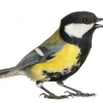 Male great tit tweeting, Parus major, isolated on white