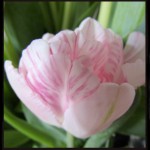 Frühling im Garten-und Landschaftsbau, Ian Scherwinsky