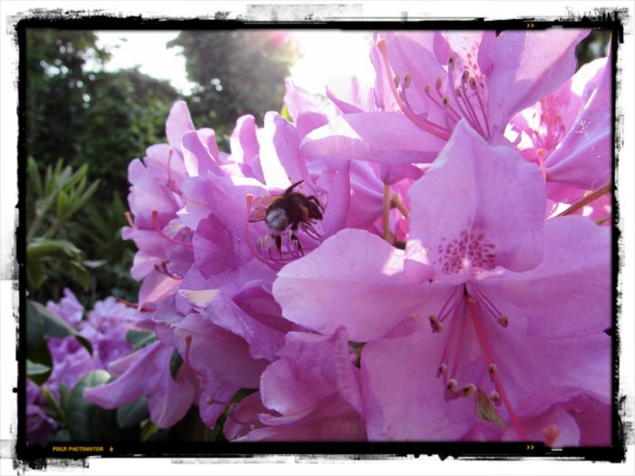 Rhododendron mit Hummel, Ian Scherwinsky, Garten - und Landschaftsbau