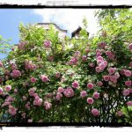 Kletterrosen_ Ian Scherwinsky Garten-Landschaftsbau