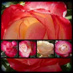 Rosencollage Ian Scherwinsky, Garten-und Landschaftbau Wiesbaden