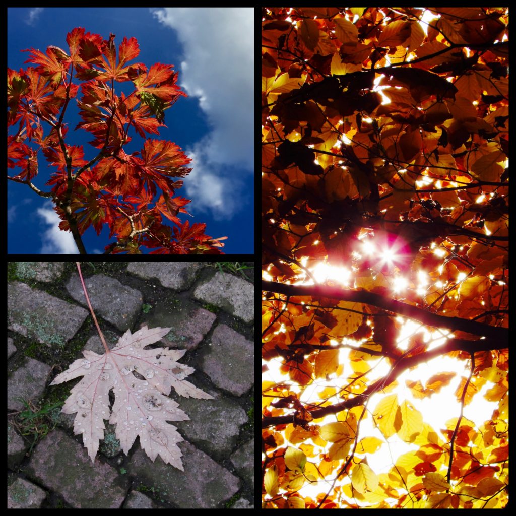 Herbst Ian Scherwinsky Garten-und Landschaftsbau