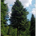 Fichte – Baum des Jahres 2017