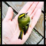 Vogelschutzzeit 2017_Ian Scherwinsky Garten-und Landschaftsbau