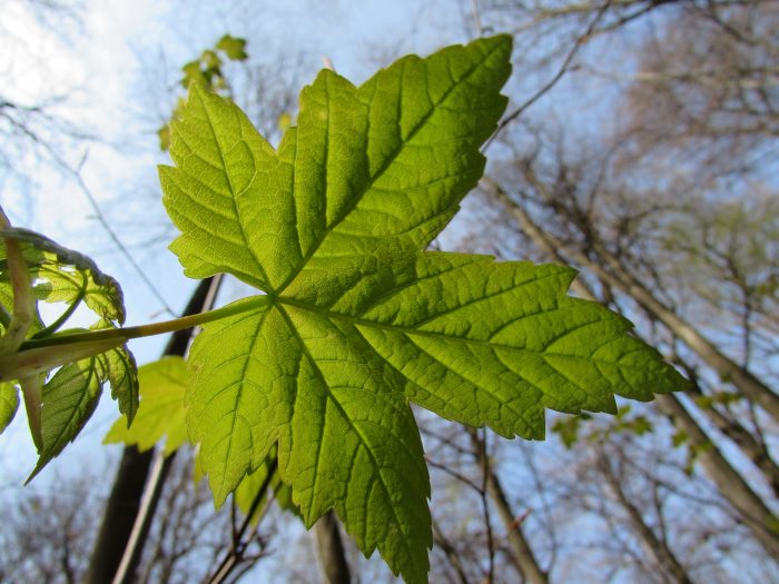 Baumschnitt im Frühjahr - Ian Scherwinsky Garten- und Landschaftsbau
