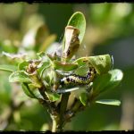 Buchsbaumzünsler_Ian Scherwinsky Garten- und Landschaftsbau