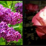 Flieder_Rosen_2017 Ian Scherwinsky Garten-und Landschaftsbau