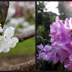 Kirschblüte_Rhododendron 2017_Ian Scherwinsky