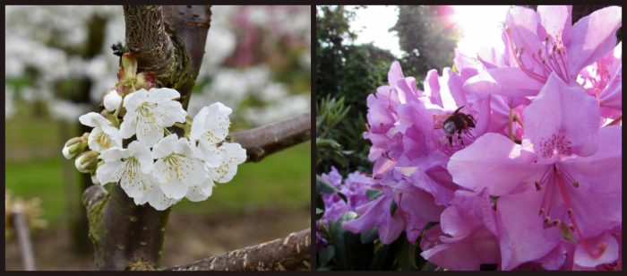 Ian Scherwinsky Garten- und Landschaftsbau, Kirschblüte und Rhododendron