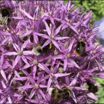 Hummeln Ian Scherwinsky Gartenpflege 2017