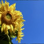 Sonnenblume 2- Ian Scherwinsky Garten-und Landschaftbau