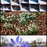 Frühjahr 2018 Ian Scherwinsky Garten-und Landschaftsbau