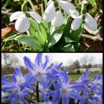 Frühjahrsblüher 2018 Ian Scherwinsky Gartenpflege Wiesbaden