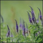 Langblättriger Ehrenpreis_ Jahn_Loki_Schmidt Stiftung