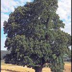 Esskastanie_©A.Roloff