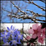 Frühjahrsblüher 2018 Gartenpflege Wiesbaden Ian Scherwinsky