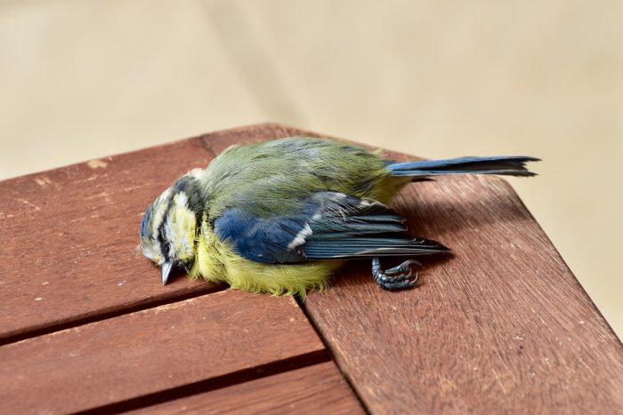 Tote Blaumeise - Ian Scherwinsky Garten- und Landschaftsbau