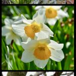 Frühling 2019 Ian Scherwinsky Garten-und Landschaftsbau