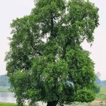 csm_Flatter-Ulme_titel_A_ROLOFF_f426e30a02