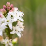 Fieberklee4_H.Timmann_Klein