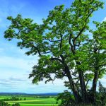 Titel_BDJ2020_Robinie_A_Roloff-1