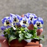 Pflanzzeit –  Gartenpflege Wiesbaden Ian Scherwinsky