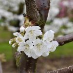 58C4CD42-A8C8-47BC-B8B6-D0C164593C0B_1_201_a