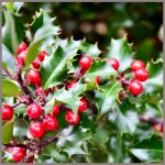 Stechpalme-Ilex-aquifolium