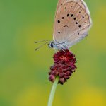 Heller_Wiesenknopf_Ameisenbl_uling_Karin_Rollett_Vlcek