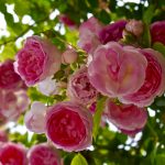 BF9FB8CF-FF1D-4179-88CE-6AA757B8C220_1_201_a