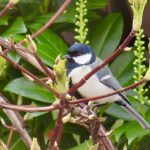 83E4ED14-544F-4C57-B43E-D8054CA887E0_1_201_a