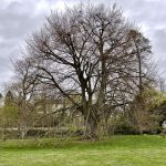 Rotbuche (Fagus sylvatica)