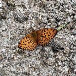 Kaisermantel auf der Suche nach Wasser