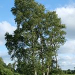 Moor-Birke_Rudolf-Fenner-1493×2048