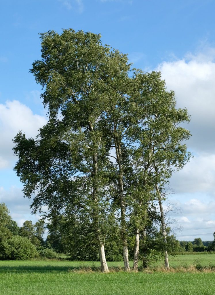 Baum des Jahres 2023 - Moorbirke 