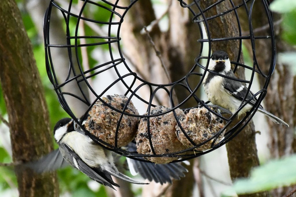 Kohlmeisen am Futterring - Hinweis zum Vogelschutz, Garten- und Landschaftsbau Ian Scherwinsky